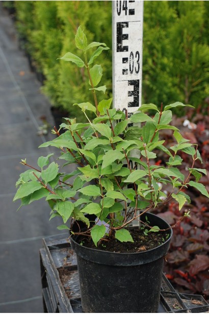 Жасмин садовый Бель Этуаль - 3л/30-40см/20-30см